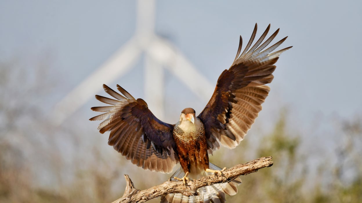 A crested caracara near a wind turbine in South Texas.