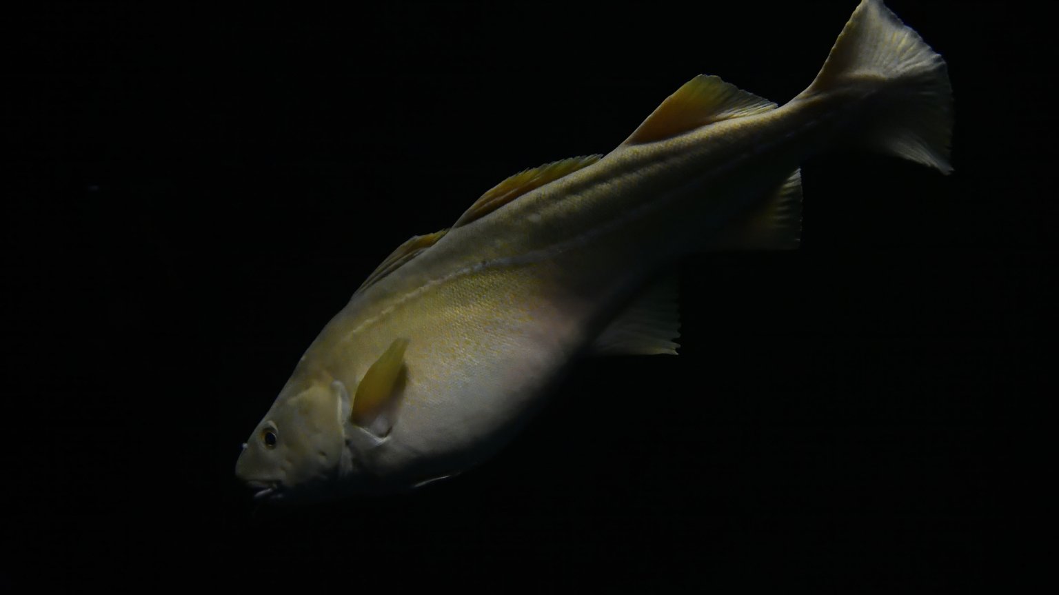 An Atlantic cod swimming in the dark ocean.