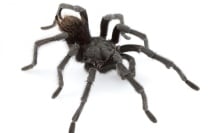 Scientists named a new species of tarantula after Johnny Cash