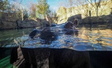 Fiona the hippo celebrates her fourth birthday with all of Twitter