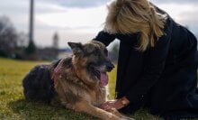 Champ and Major Biden, our new First Dogs, have moved into the White House