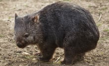 Scientists finally figured out why wombats poop cubes. Thank heavens.