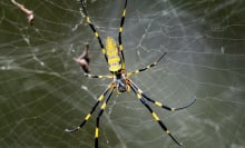 a Joro spider on a web