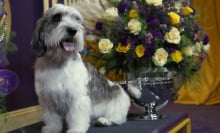 Buddy Holly, the Petit Basset Griffon Vendeen, winner of the Hound Group, wins Best in Show at the 147th Annual Westminster Kennel Club Dog Show Presented by Purina Pro Plan at Arthur Ashe Stadium on May 09, 2023 in New York City.