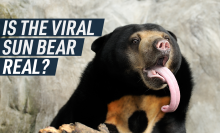 Is the Sun Bear Real?