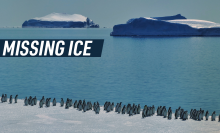 A penguin colony walks near the edge of an icy landscape in Antarctica, with the vast ocean and icebergs visible in the background. Caption reads "Missing ice"