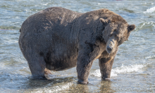 One of the 2023 Fat Bear Week contestants, "Chunk."