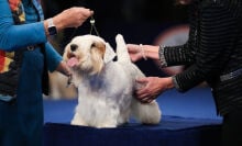 A Sealyham Terrier being examined at the 2023 National Dog Show.