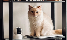 cat sitting on bookshelf beside security camera 