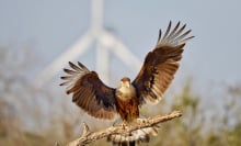 A crested caracara near a wind turbine in South Texas.