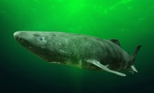 A Greenland shark swimming in ocean.