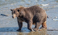 Bear 32, known as "Chunk," attacked a cub in a river at Katmai National Park and Preserve.