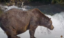 One of the most dominant bears of Katmai National Park and Preserve's Brooks River, Bear 32, "Chunk."