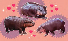 images of the hippo moo deng with a background of hearts and stars