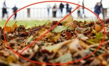 photo people standing in front of leaves with a big red circle and crossing out symbol