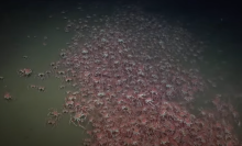 A giant group of crabs filmed 1,350 feet below the surface in San Antonio Canyon.