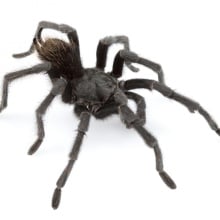 Scientists named a new species of tarantula after Johnny Cash