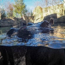 Fiona the hippo celebrates her fourth birthday with all of Twitter