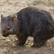 Scientists finally figured out why wombats poop cubes. Thank heavens.