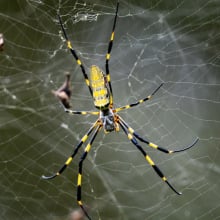 a Joro spider on a web