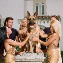 A German Shepherd surrounded by models, who stroke him. 