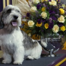 Buddy Holly, the Petit Basset Griffon Vendeen, winner of the Hound Group, wins Best in Show at the 147th Annual Westminster Kennel Club Dog Show Presented by Purina Pro Plan at Arthur Ashe Stadium on May 09, 2023 in New York City.