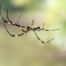 A Joro spider hanging from its large web. Female Joros are much larger and flashier in color than males.