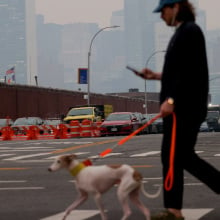 A man walks his dog as air quality remains poor in New York City, United States on June 6, 2023. New York City has issued a health advisory for Tuesday as smoke from wildfires in Canada impacting the city's air quality.