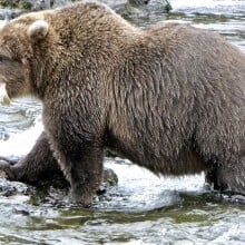 A bear chomping on a salmon in Katmai National Park and Preserve's Brooks River.