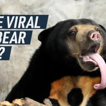 Is the Sun Bear Real?