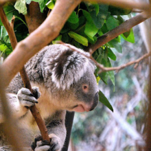 Australian rainforest