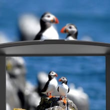 A view of two puffins via a viewfinder on the digital binoculars.