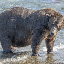 One of the 2023 Fat Bear Week contestants, "Chunk."