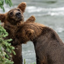 The fat bear cousins bears 909 and 910. 