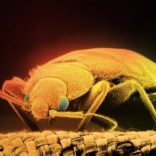 C. hemipterus, a bed bug species. These pests bite and suck blood while people sleep. 