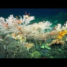 A multi-colored coral reef sways in the dark ocean.