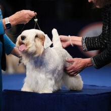 A Sealyham Terrier being examined at the 2023 National Dog Show.