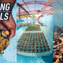 A split screen shows three images of corals - one of two hands holding a coral, one of the corals under water on the land farm, and one of a coral reef in the ocean.