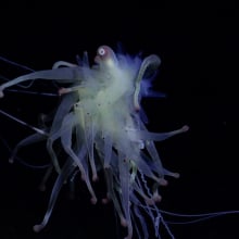 A Bathyphysa siphonophore, or a "flying spaghetti monster," spotted in the deep sea near the Salas y Gómez Ridge in the Pacific Ocean.