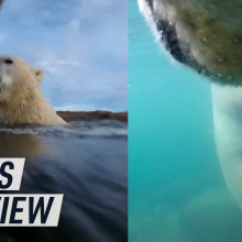 A split screen image shows the POV of two polar bears swimming together, with their heads above the surface (left), and submerged underwater (right)