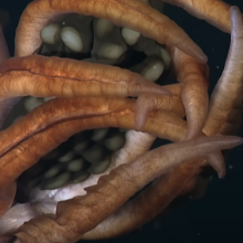 A recently discovered species of deep-sea squid protecting a brood of unusually large eggs. 