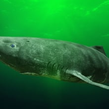 A Greenland shark swimming in ocean.