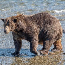 Bear 32, known as "Chunk," attacked a cub in a river at Katmai National Park and Preserve.