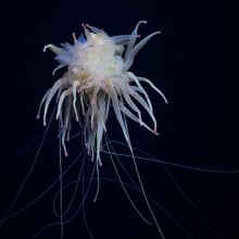 A flying spaghetti monster spotted amid a recent deep ocean expedition.