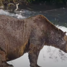 One of the most dominant bears of Katmai National Park and Preserve's Brooks River, Bear 32, "Chunk."