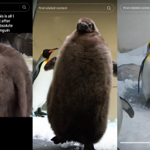 three screenshot of tiktoks of a massive baby penguin that still has it's black feathers