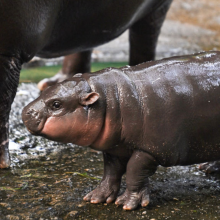 Moo Deng, a two-month-old female pygmy hippo who has recently become a viral internet sensation, stands next to her mother Jona, 25, at Khao Kheow Open Zoo in Chonburi province on September 15, 2024.