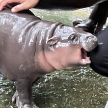 Moo Deng the hippo bites a person's knee