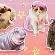 A composite of cute animals on the internet: a baby sloth, a baby hippo, a ragdoll cat, and a baby penguin