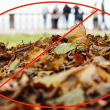 photo people standing in front of leaves with a big red circle and crossing out symbol